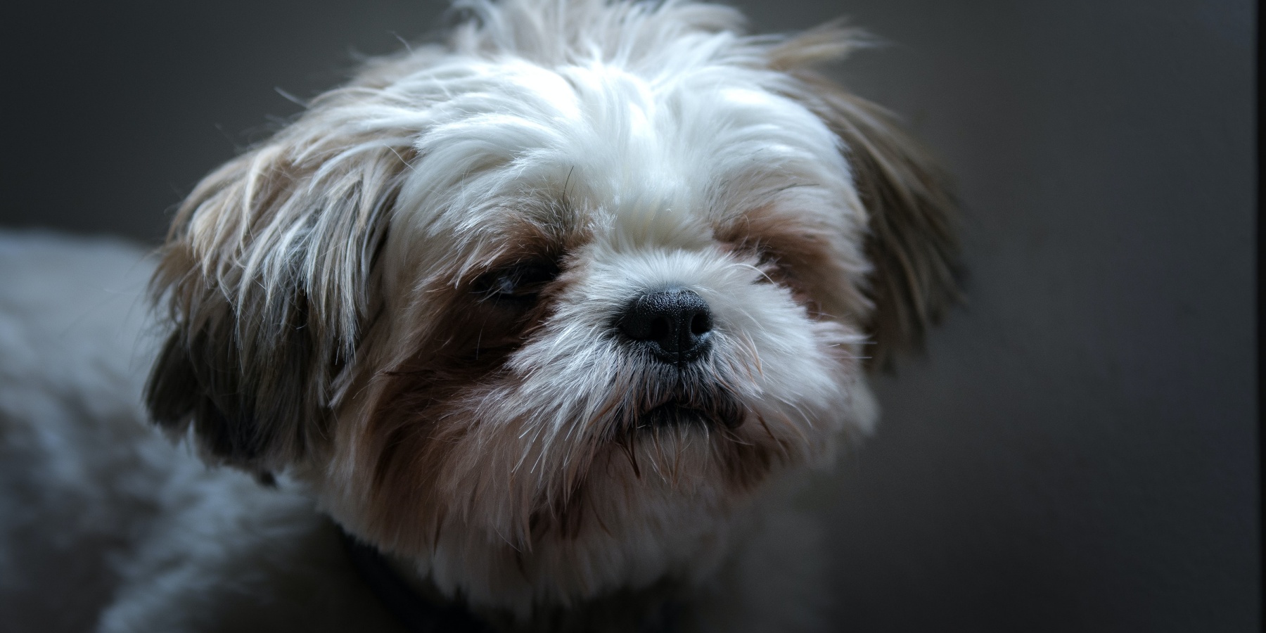 The Shih Tzu Terrier Mix: Physical Characteristics and Appearance